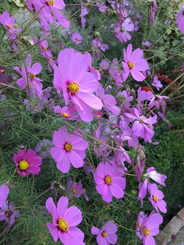 Cosmos flowers
